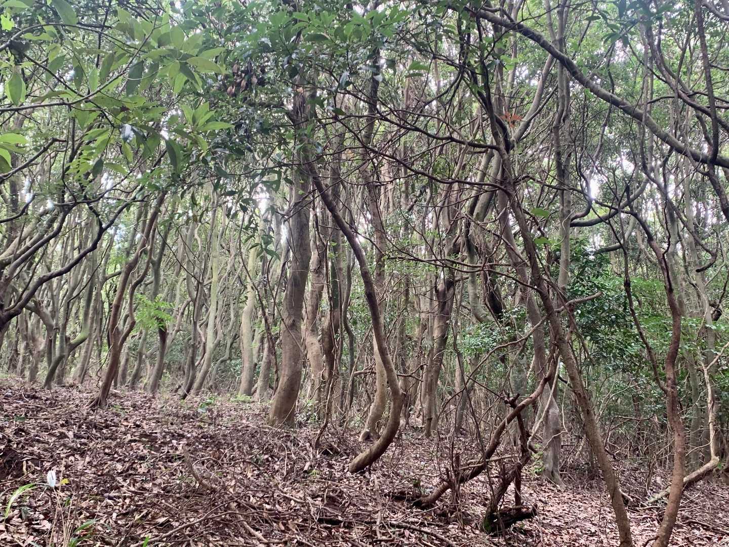 下山は筑豊マダムに教えていただいた樹林帯の中を通ります。