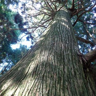 立派な杉の木