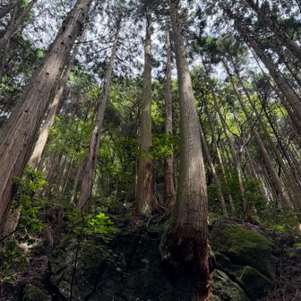 岩から生えてます　生命力💪