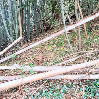 確かに竹が倒れまくりです🎋