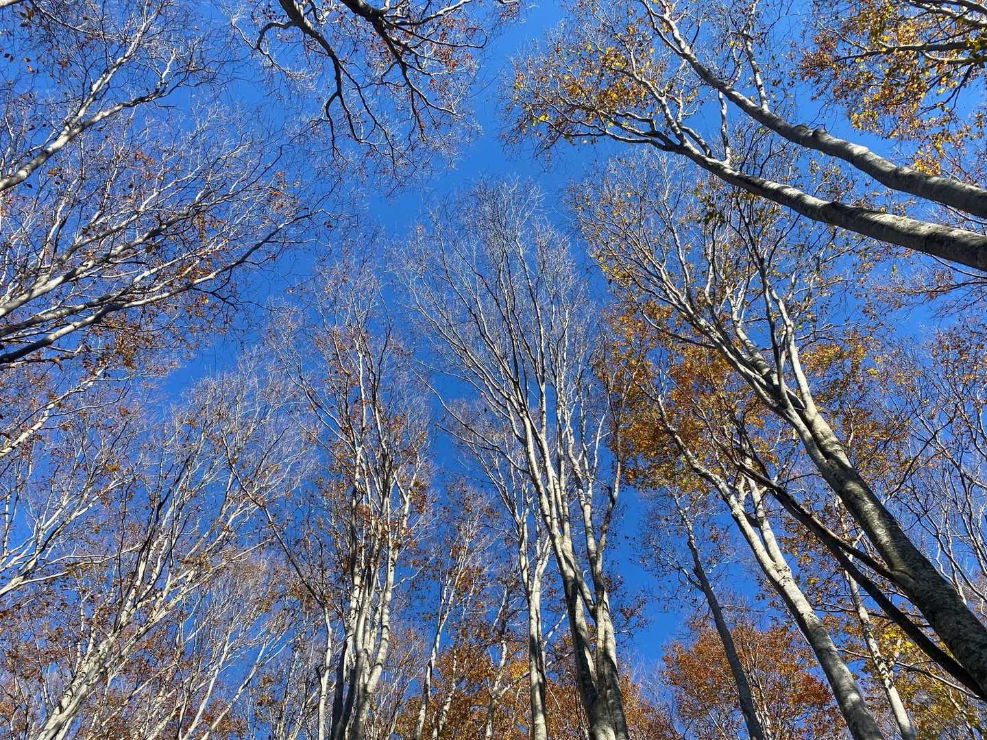 当間山 往復コースの写真