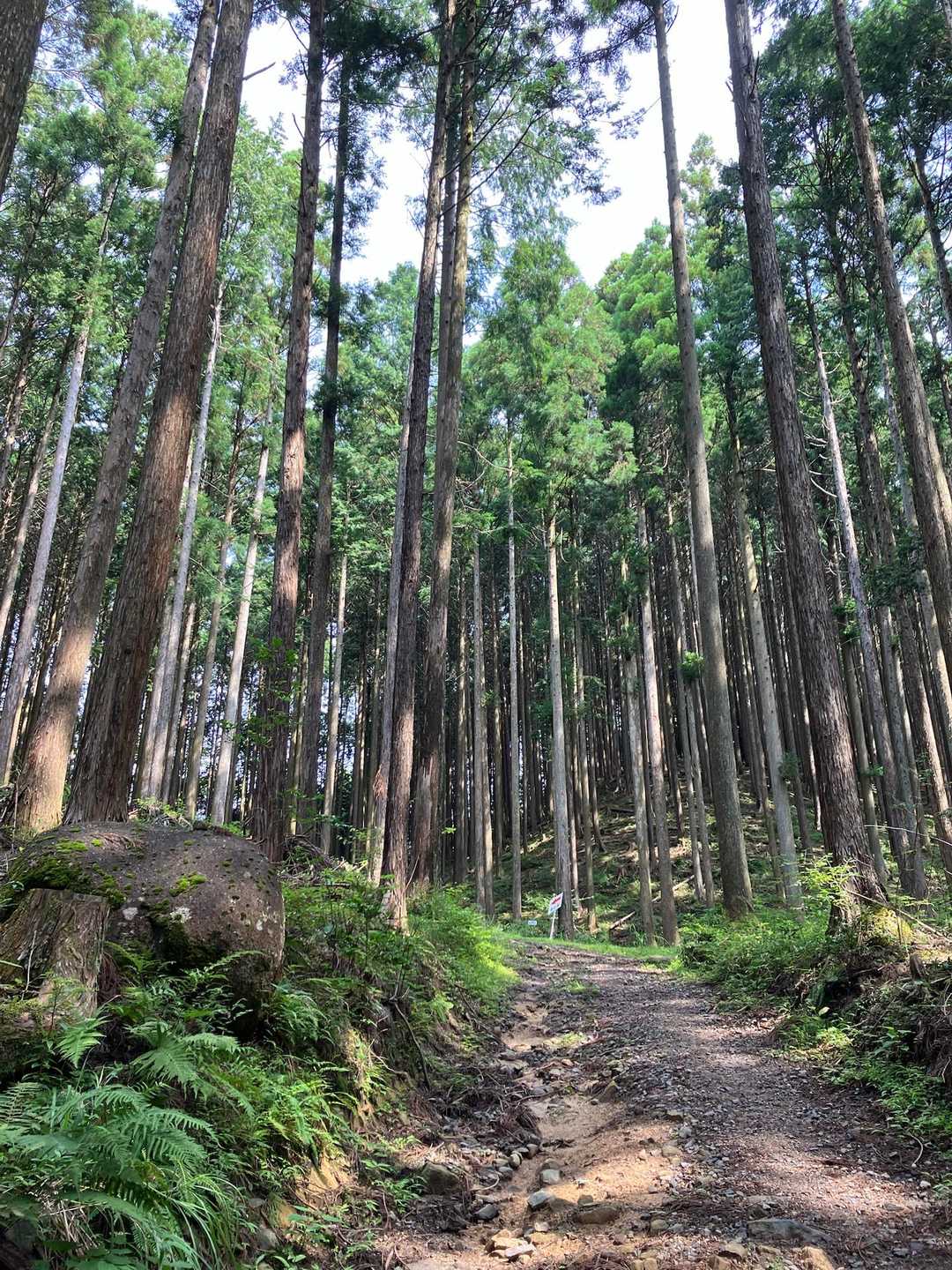 杉林を歩きます