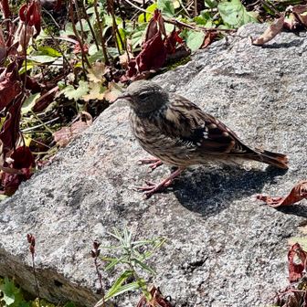 逃げずにポージングしてくれた鳥さん