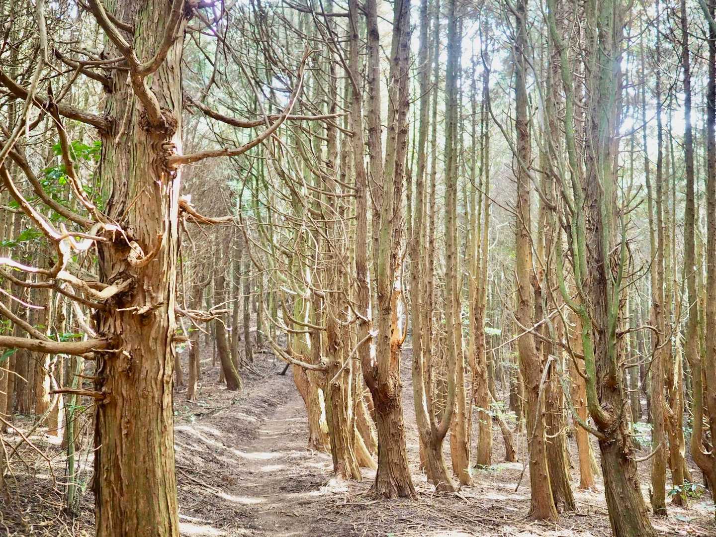 笛吹峠-源明峠-源明山-嘉納山-文珠山-文珠山登山口 縦走コースの写真