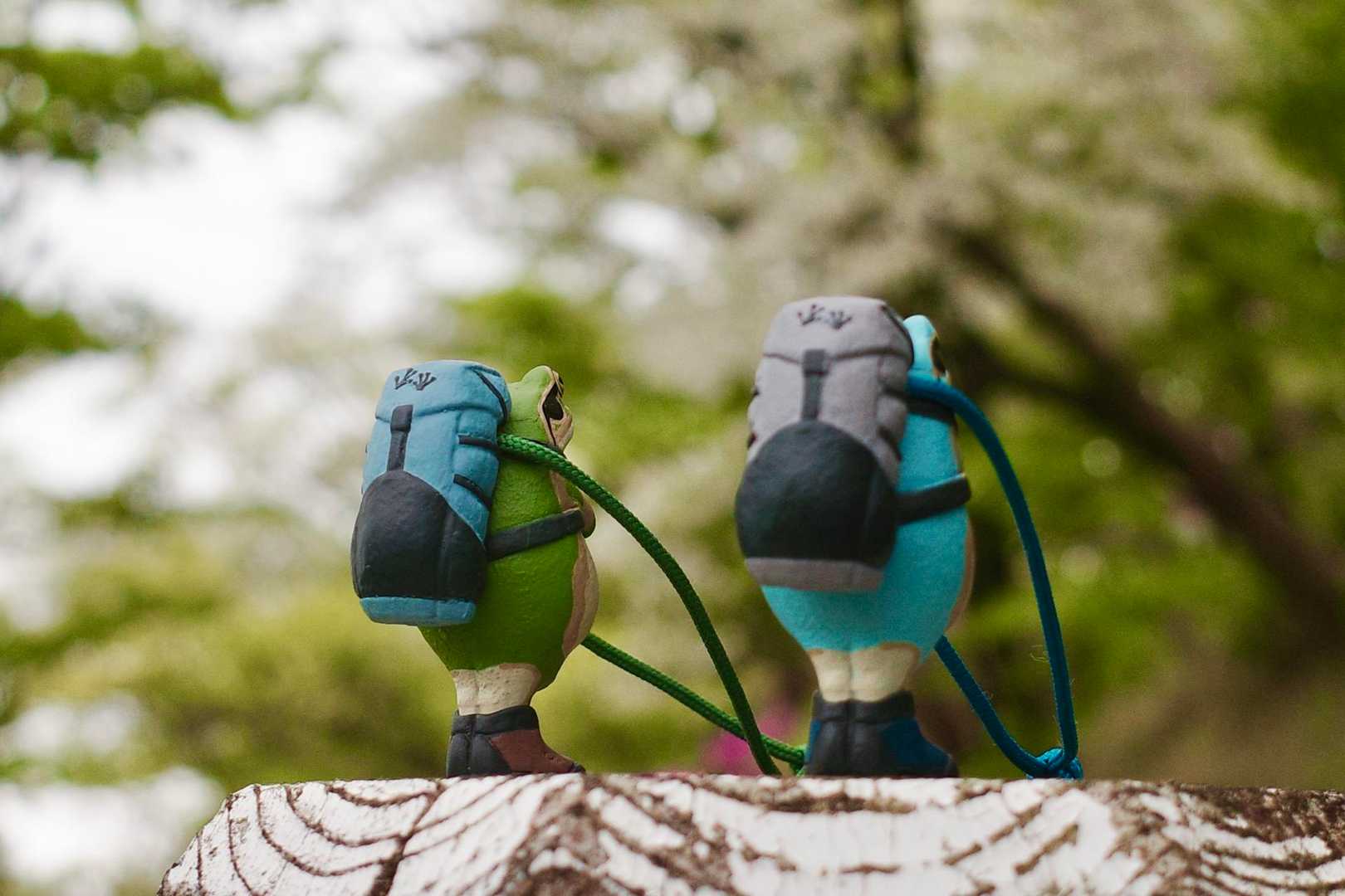 ツツジを見てる🐸