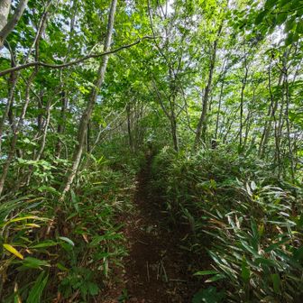 夏場のこの地域は蜘蛛の巣とまとわりつく虫が多く、虫よけ対策は必須。