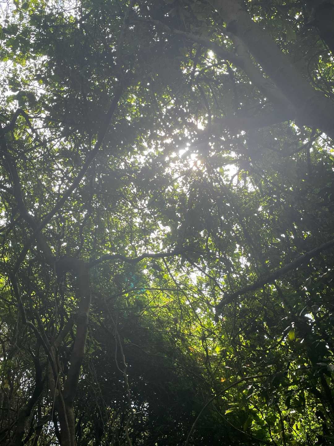 木々から溢れる☀️陽の光を楽しんだり💓