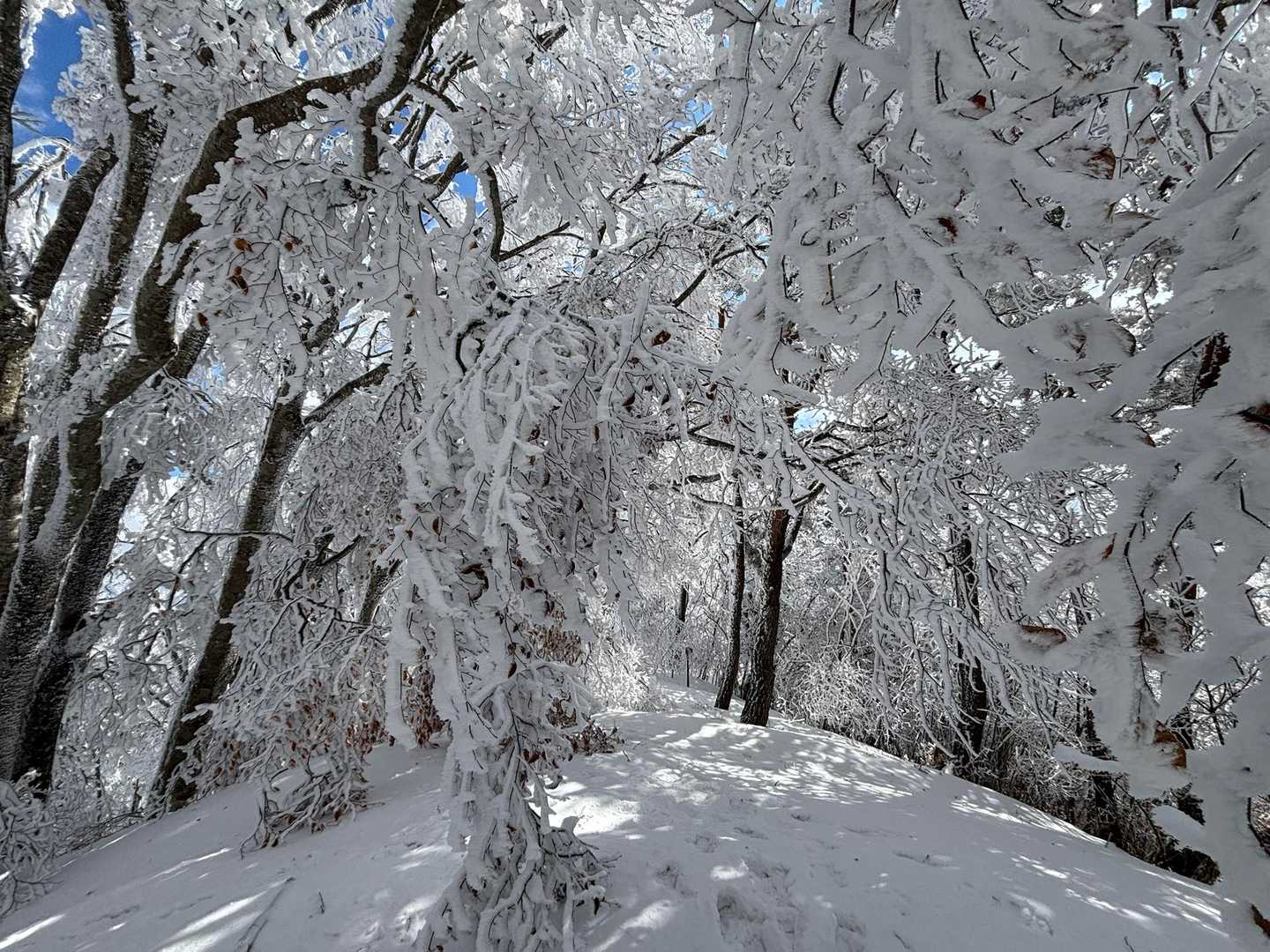 四阿屋山 往復コースの写真