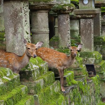 春日大社の参道を下る途中でも、石燈籠の間で鹿さんが待ち構えています🦌🦌