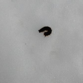 寒そうだったので茂みに移してあげました🥺