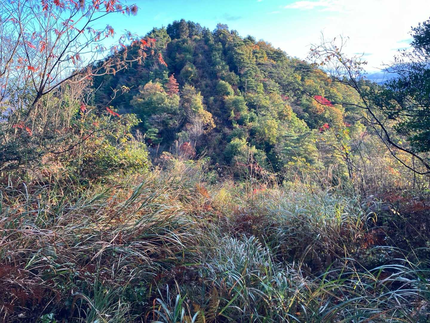 唐谷峠-金見山 往復コースの写真