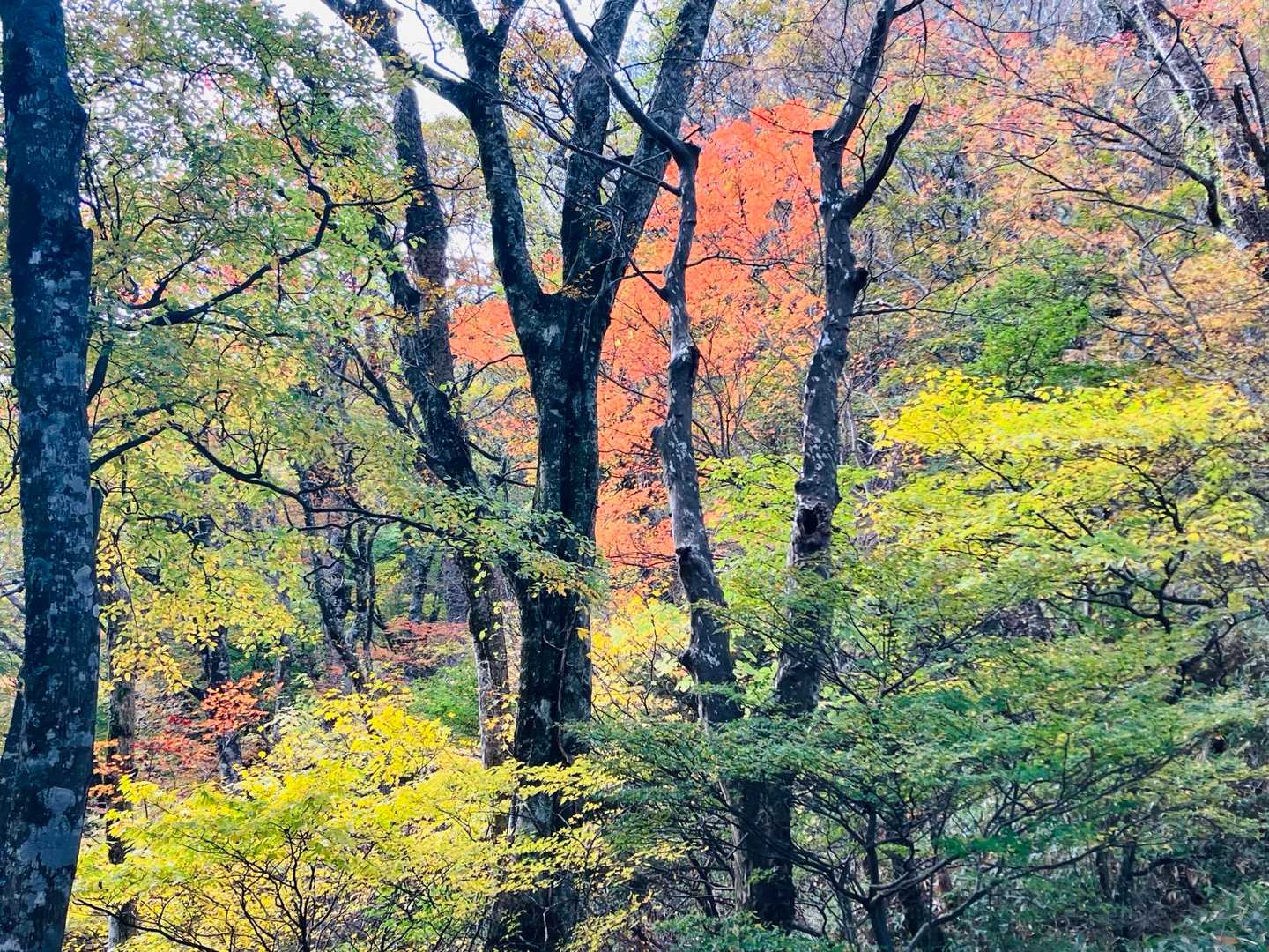 石鎚神社 土小屋遙拝殿-土小屋登山口-天狗岳-夜明峠-剣山 縦走コースの写真