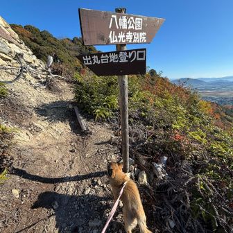 とってもワンダフォ〜な登坂力のうちわ🐶