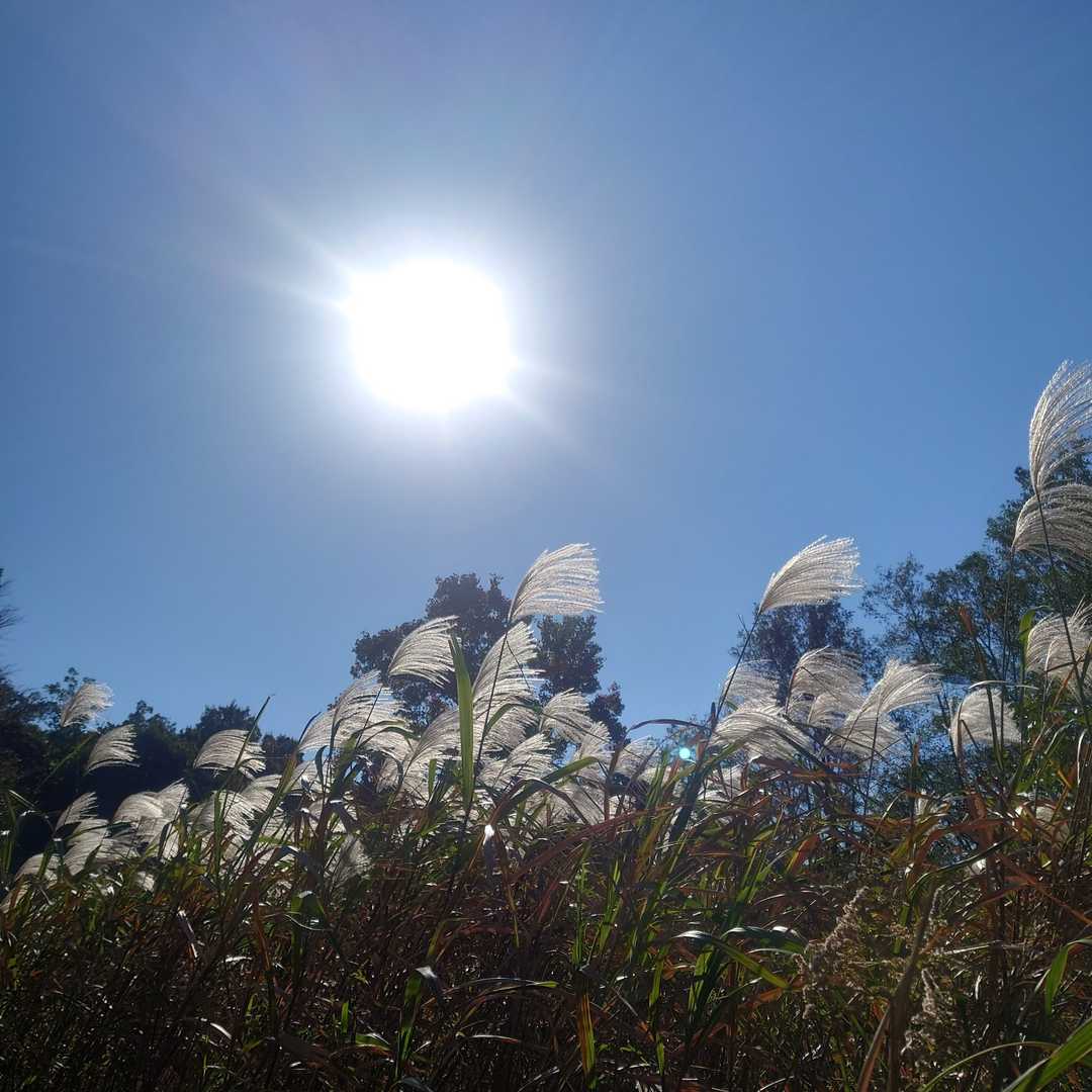 秋晴れ☀