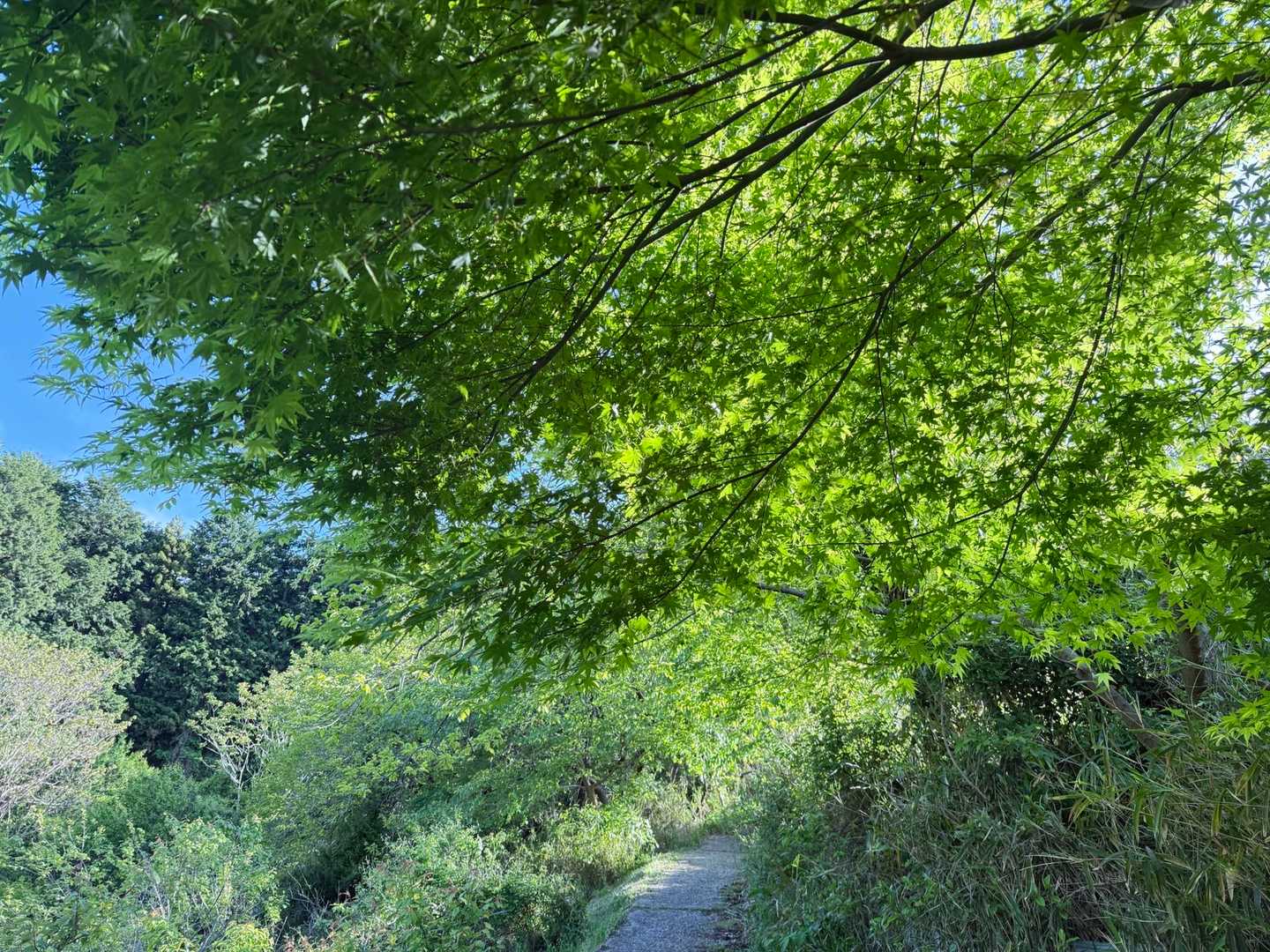 
　　　　　　　いつもの山道なのに
　　　　　　　嬉しくて楽しくて♪