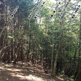 富士山方面をアプリで確認。丈の低い木が多いので、かつては見えたのかも知れません。