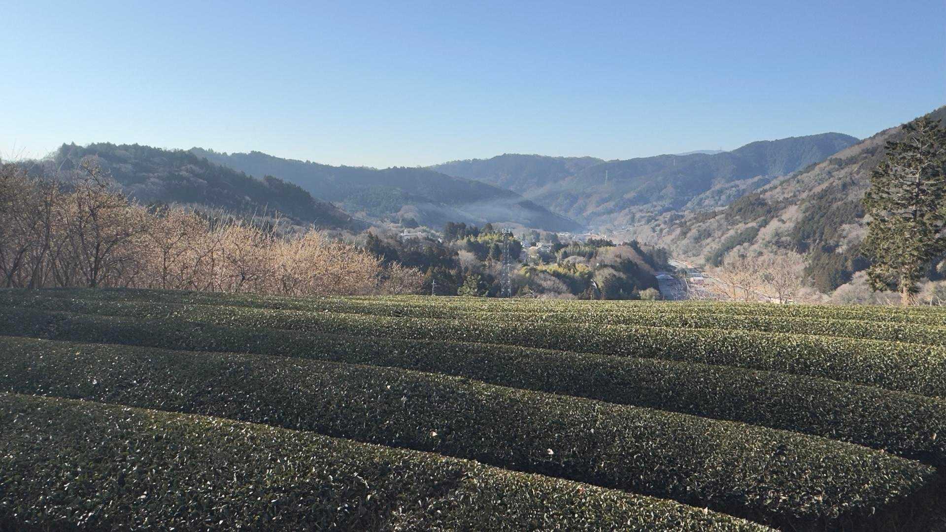 寄バス停-櫟山-栗ノ木洞-後沢乗越-鍋割山-小丸-花立ノ頭 縦走コースの写真
