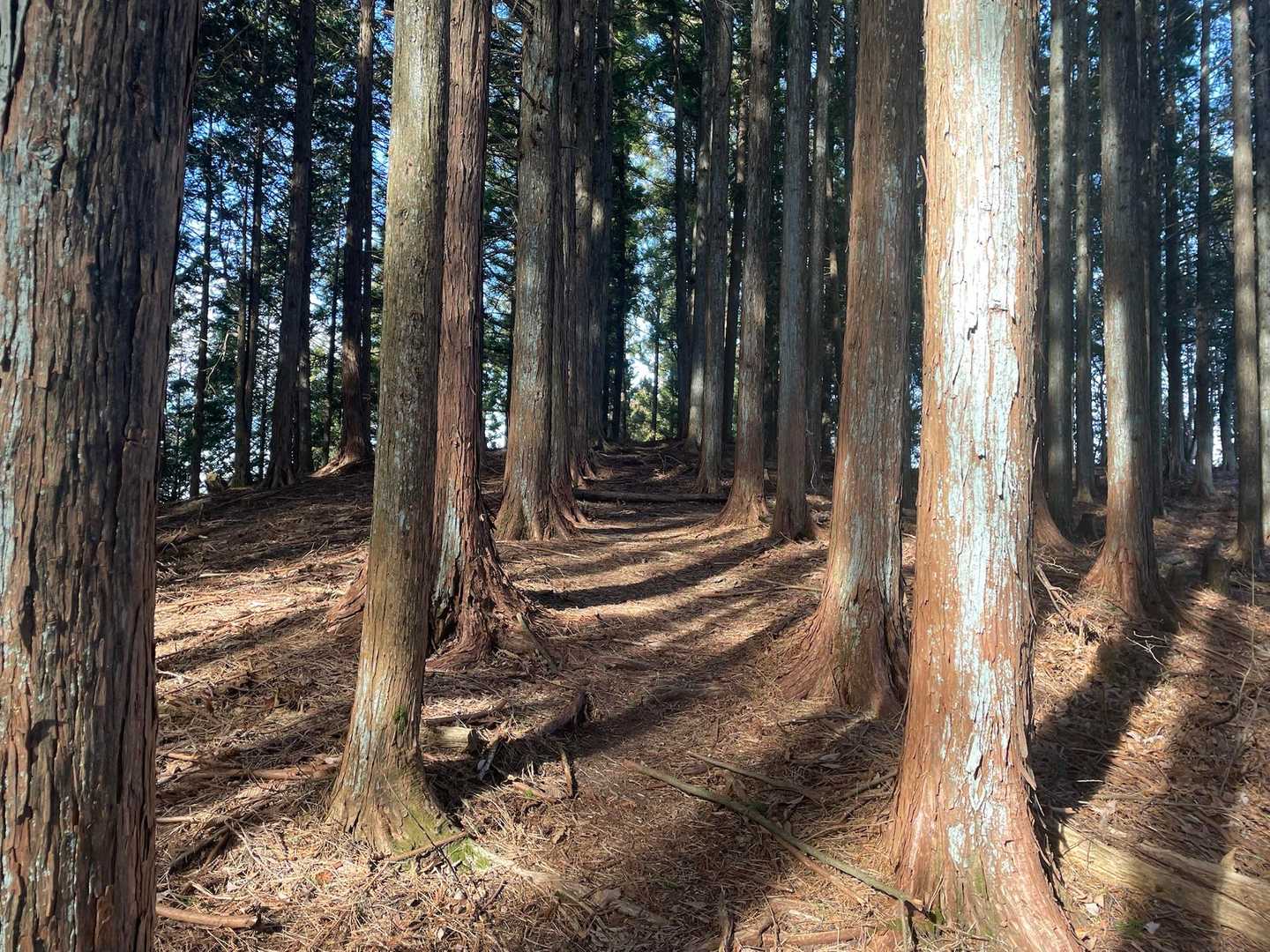 綺麗に整列してる杉の間に登山道！
トトロの「木のトンネル！」を思い出した笑