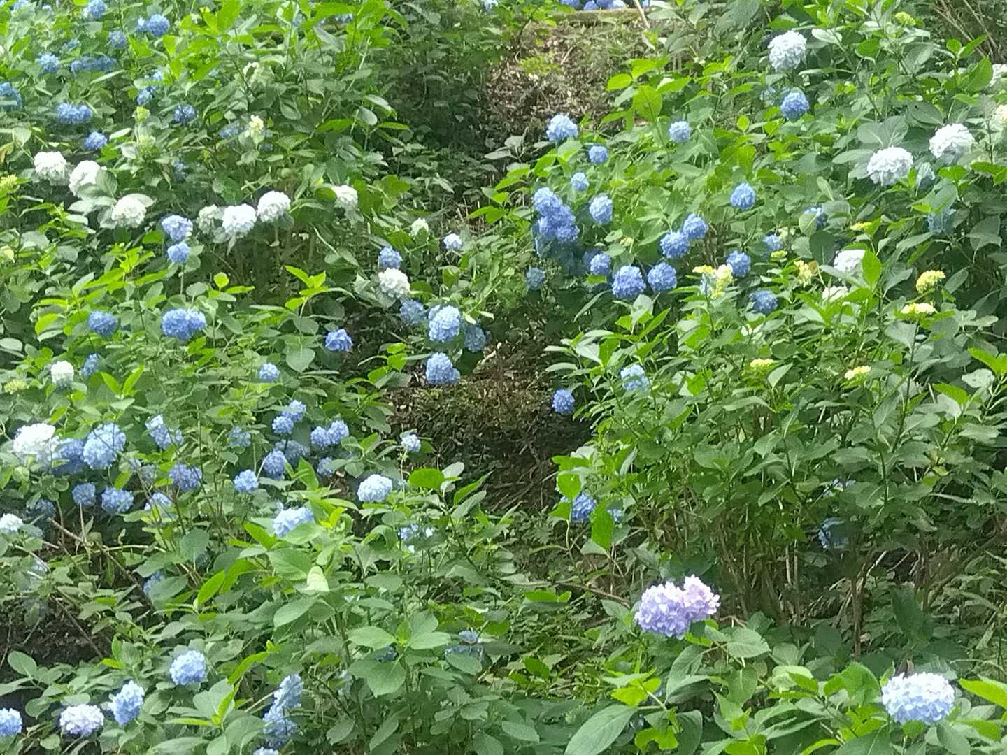 タタラ山 往復コースの写真