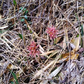 たぶんショウジョウバカマ？沢山咲いてるんだけど、うまく写真が撮れない
