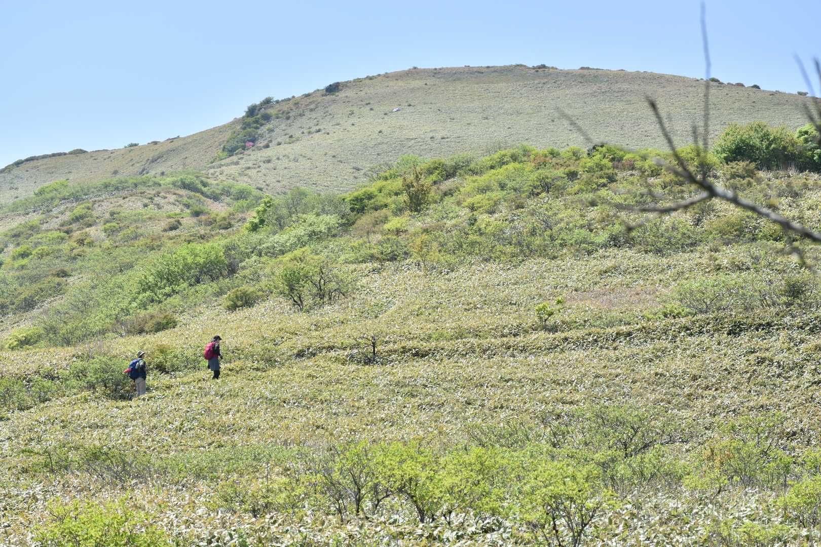 大川嶺分岐点-大川嶺-笠取山-ウバホド山登山口-ウバホド山 往復コースの写真