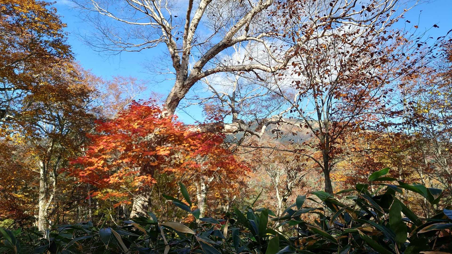 鳩待峠-至仏山-小至仏山 周回コースの写真