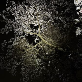 山桜もいい感じ♬✨