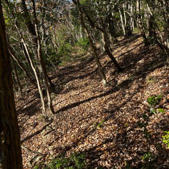 登山道から外れて道型が有るので辿ると