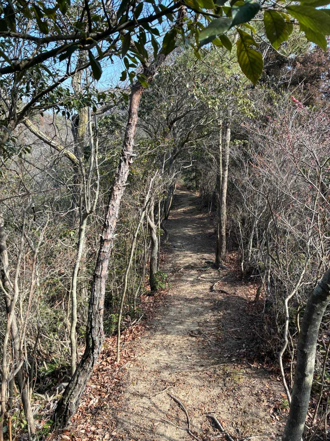 石鉄山分岐までは素敵な尾根歩き〰️🎶