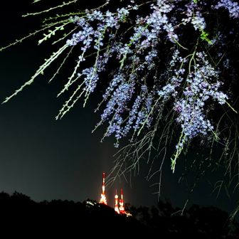 枝垂れ桜と今から行く稲佐山🌸

ライトアップは季節で色が変わるそうです🗼