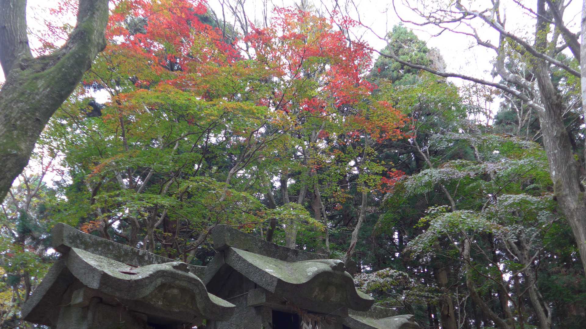 上宮の紅葉は上の方が少しだけ色づいてました