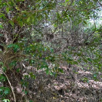二塚墓地から登りましたので途中の撮影はしていません🪦