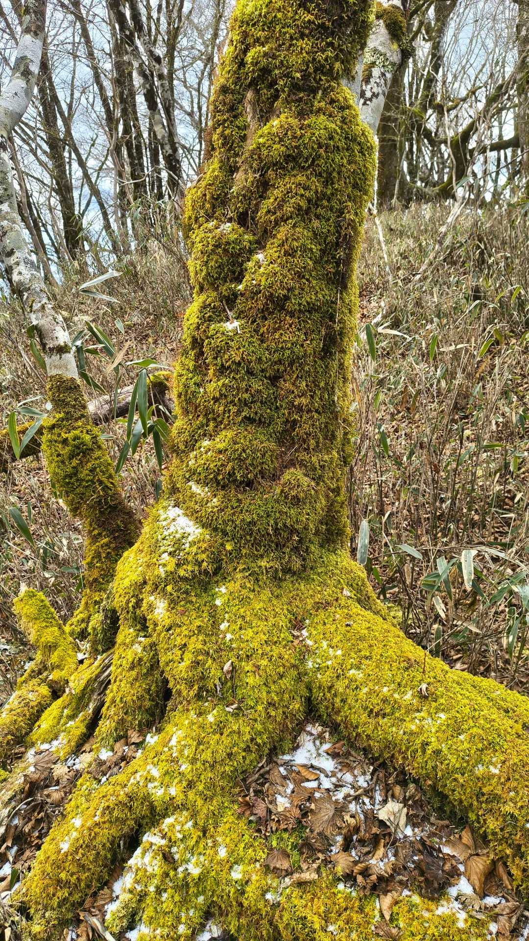 もこもこで温かそう