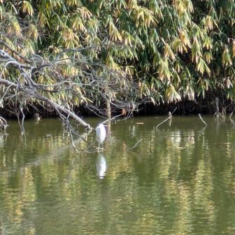 コサギとカワセミが写っていますけど(笑
※スマホ撮影