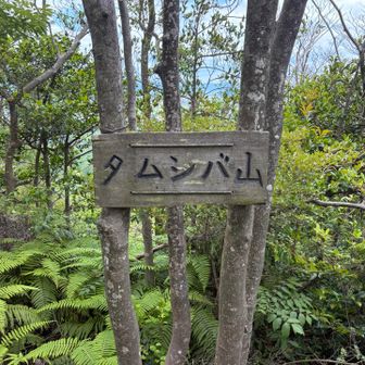 6座目　タムシバ山