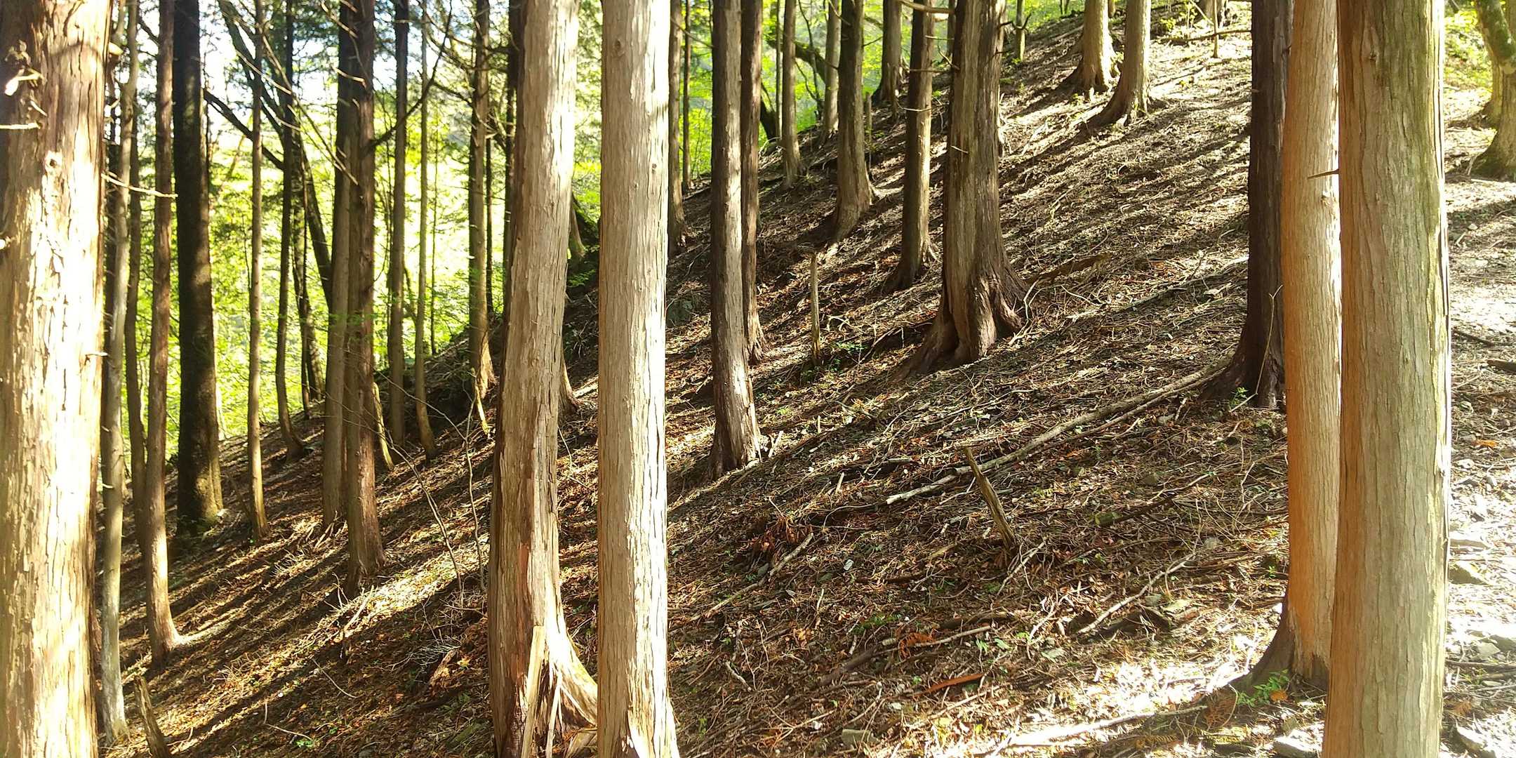 ここから山頂まで
尾根の雰囲気も好き