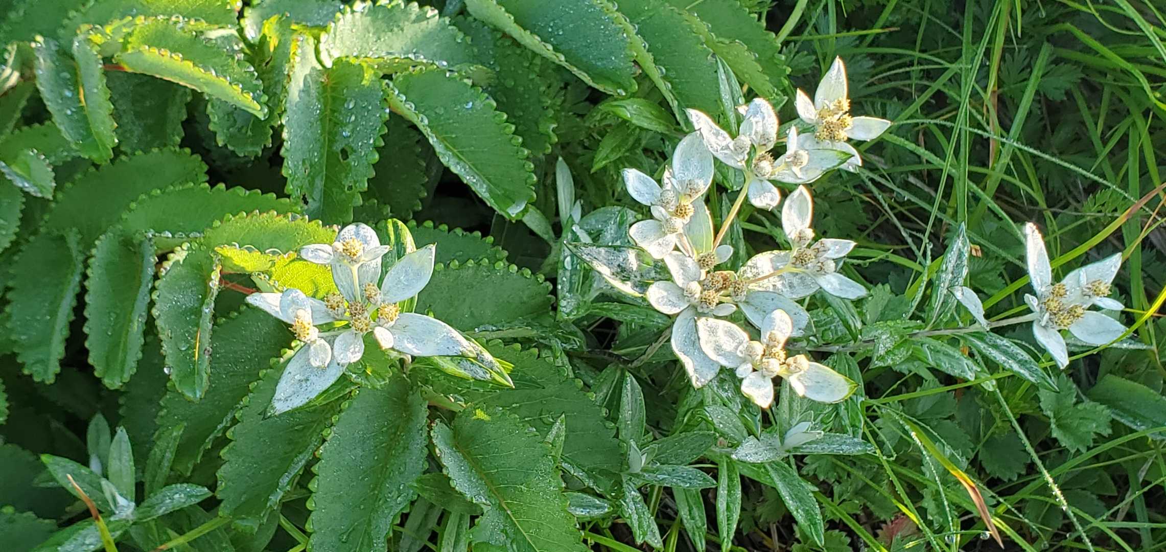 ミネウスユキソウ🌼