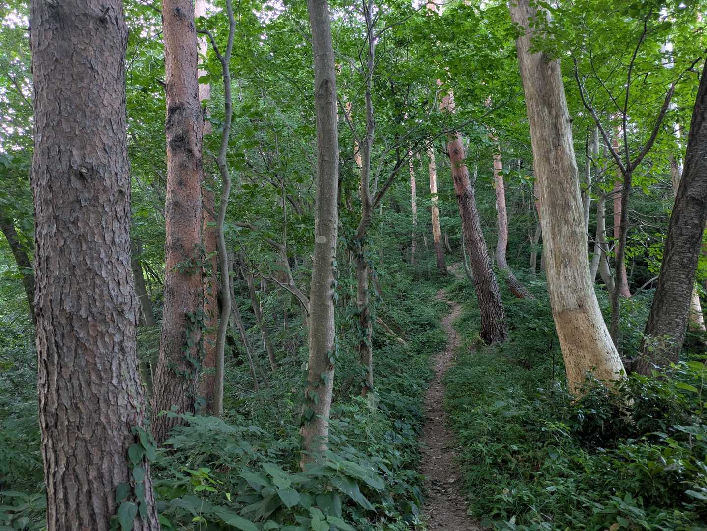 赤松が松枯れ？、枝落下に注意