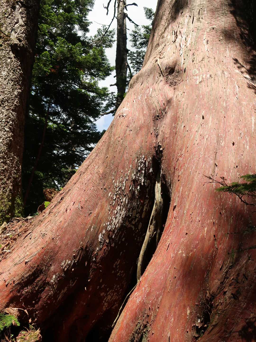 セクシー檜🌲？
檜の皮を屋根の部材にする手法があるのを聞いたことがあるが…。
その跡なのか🙄？？