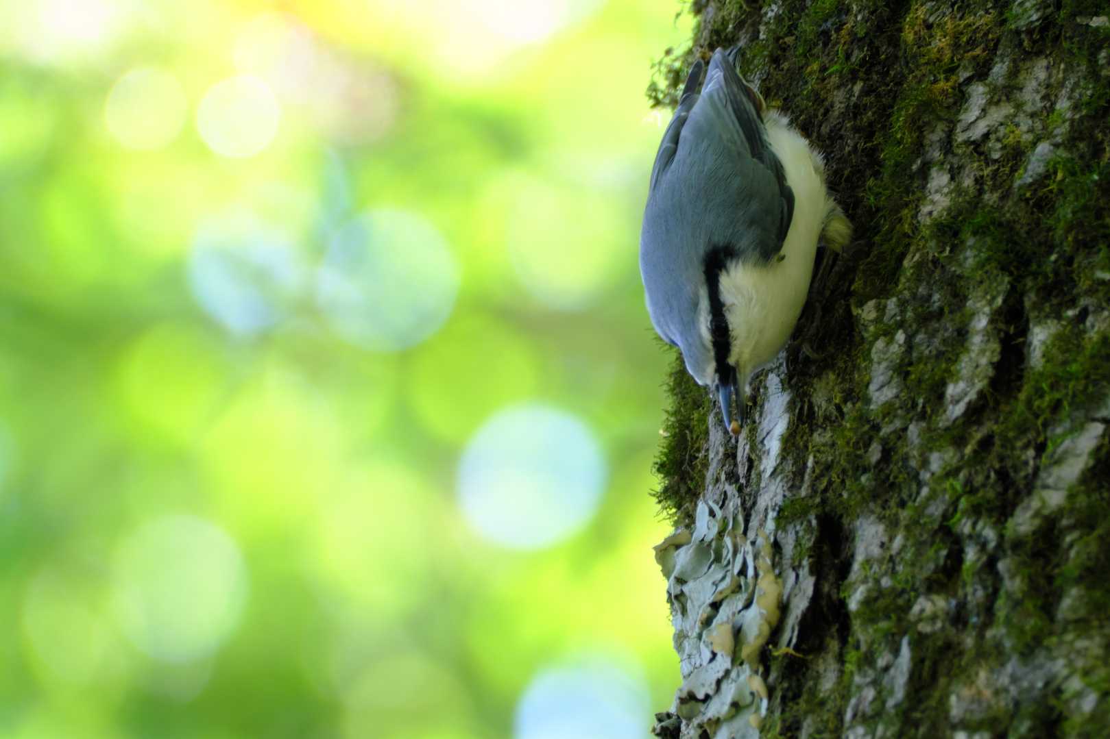 🐤