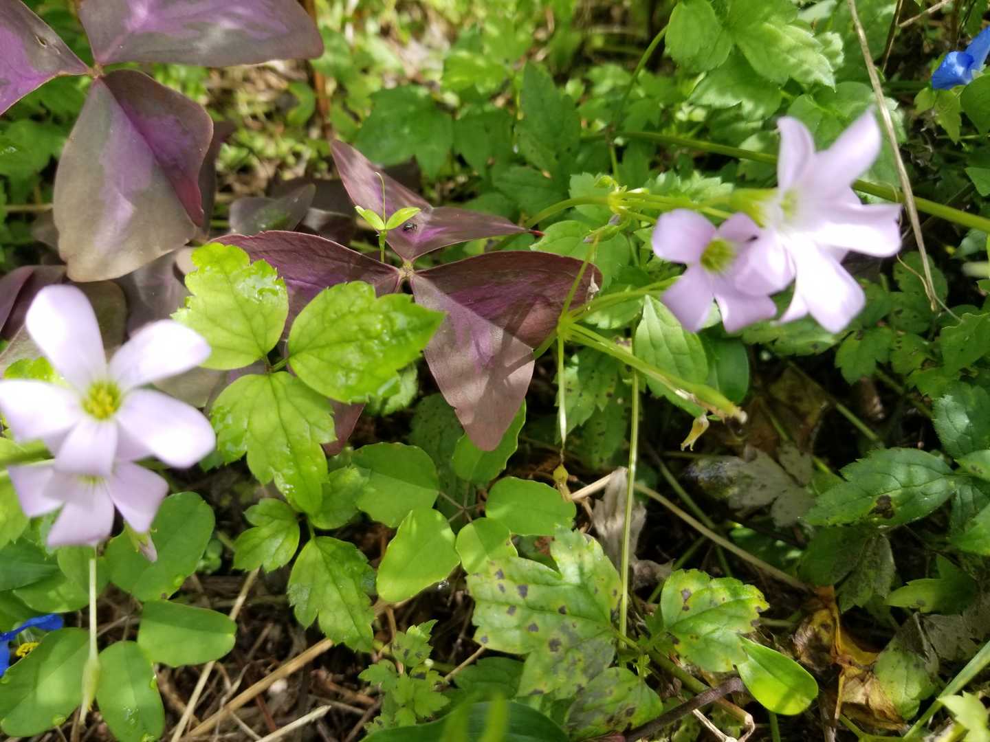 カタバミの仲間かな🌼