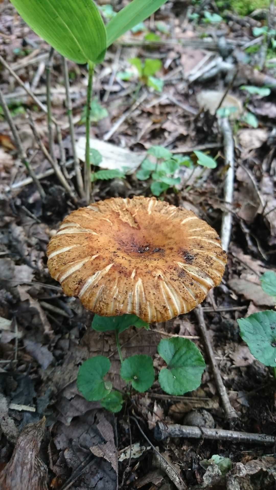 秋です。