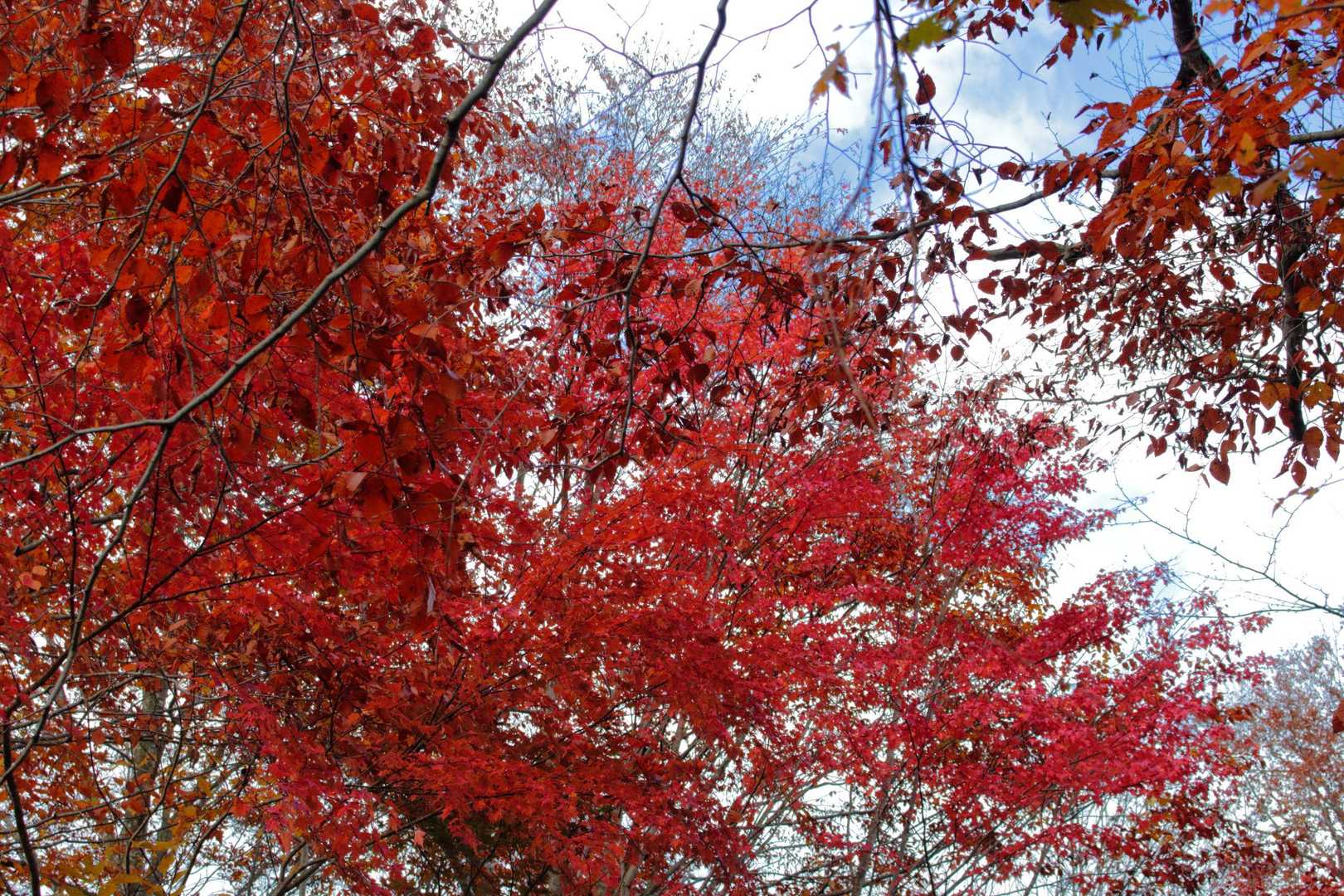 紅葉もありますよ😁