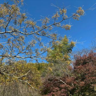 染まるやら、染まらぬやら、
その木の心、見せ申せ