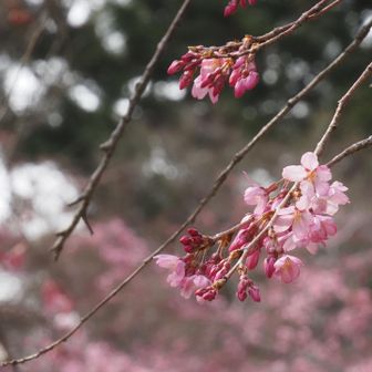 桜が咲いてるのが嬉しくて🥰