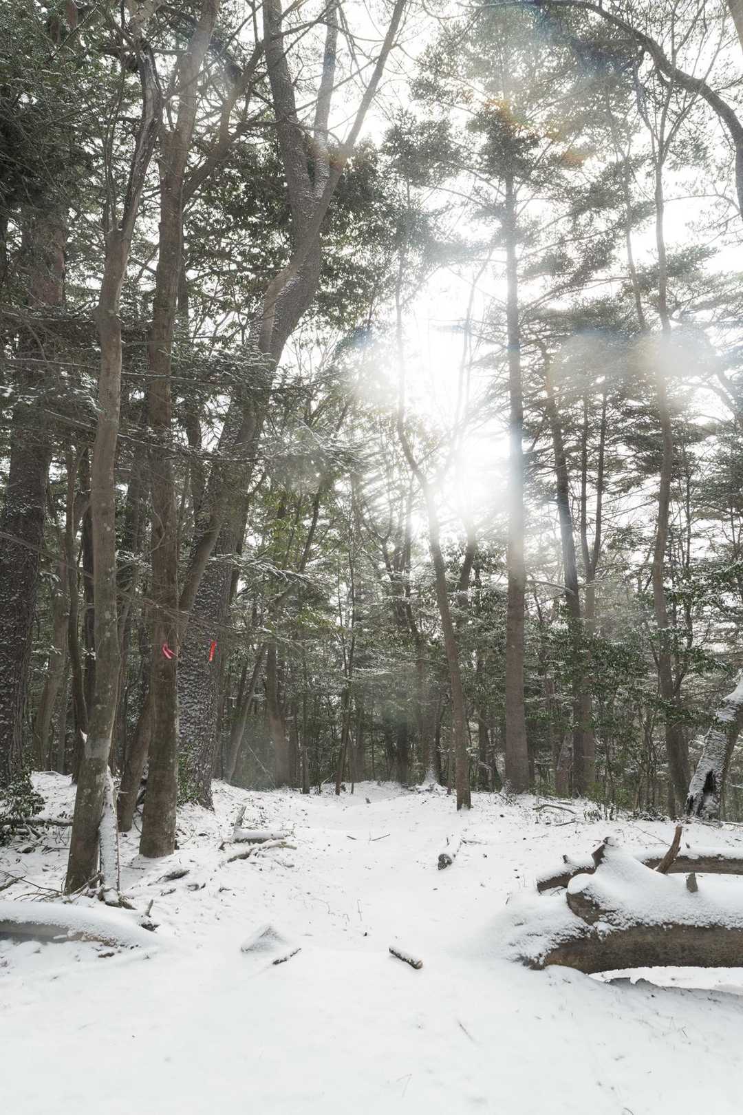 晴れてきた