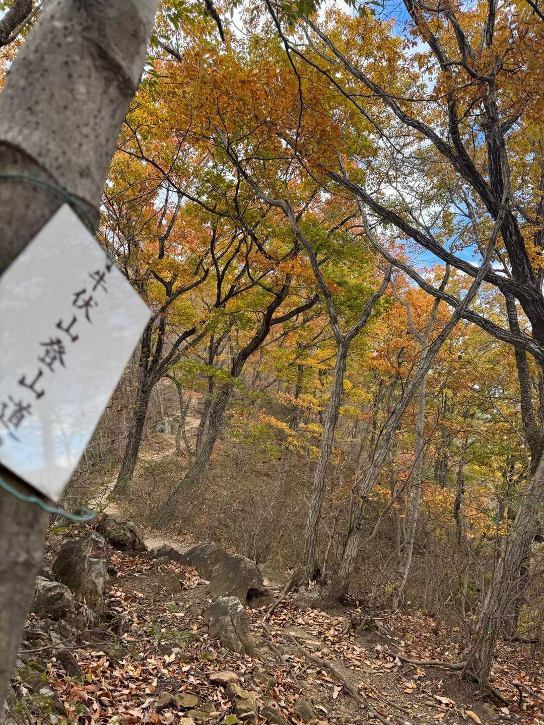 牛伏山 周回コースの写真