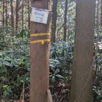 杉谷山山頂 通過🎶