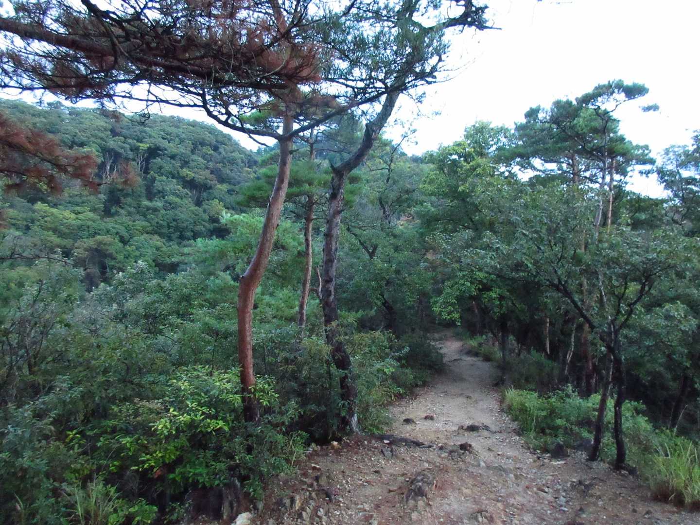 下りの登山道[明石山山頂～両崖山展望台]