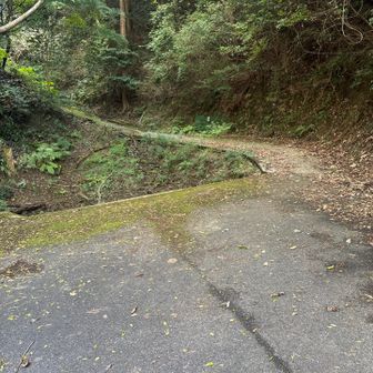 車道に出てきました